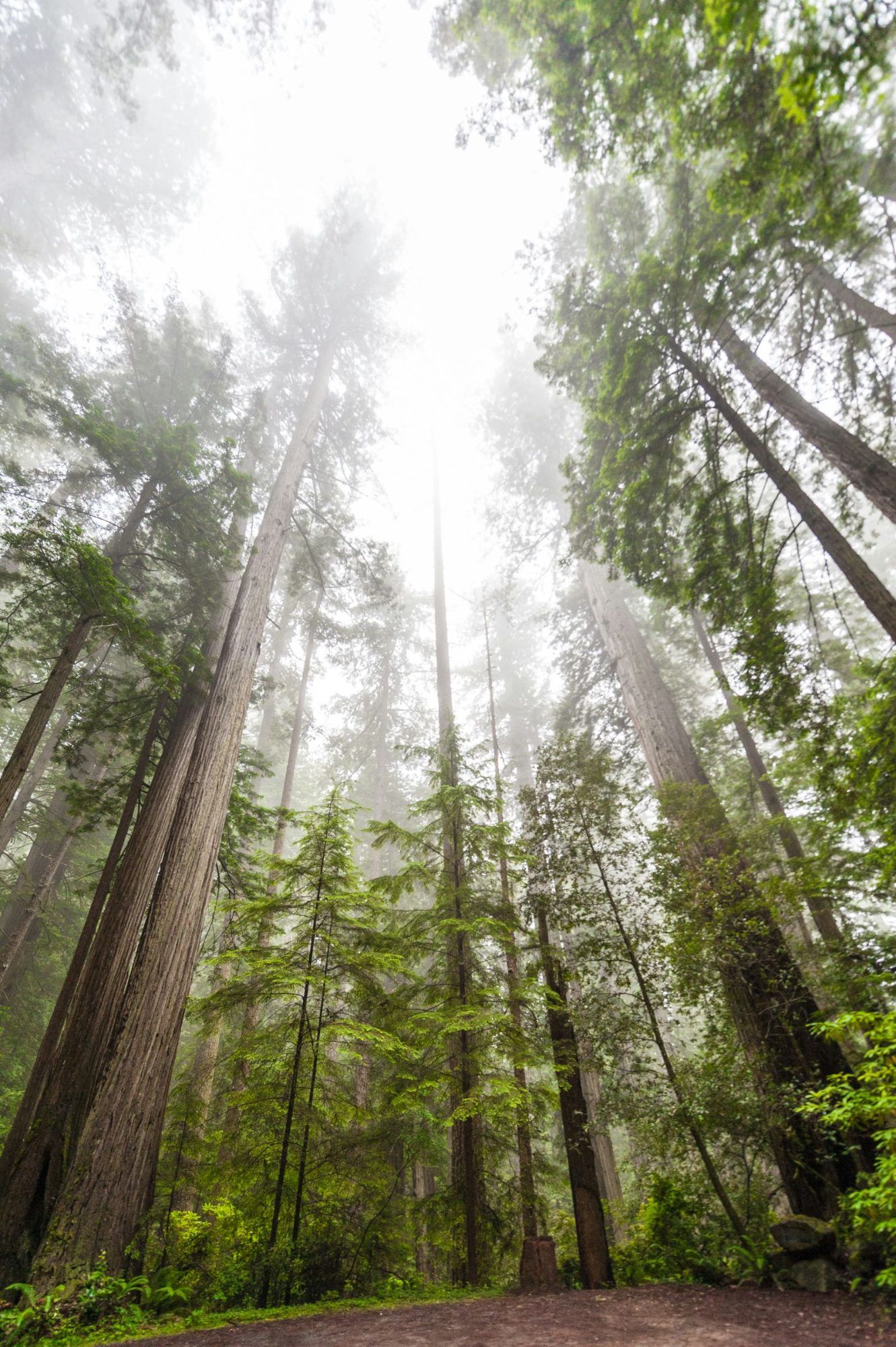 Redwoods in morning mist