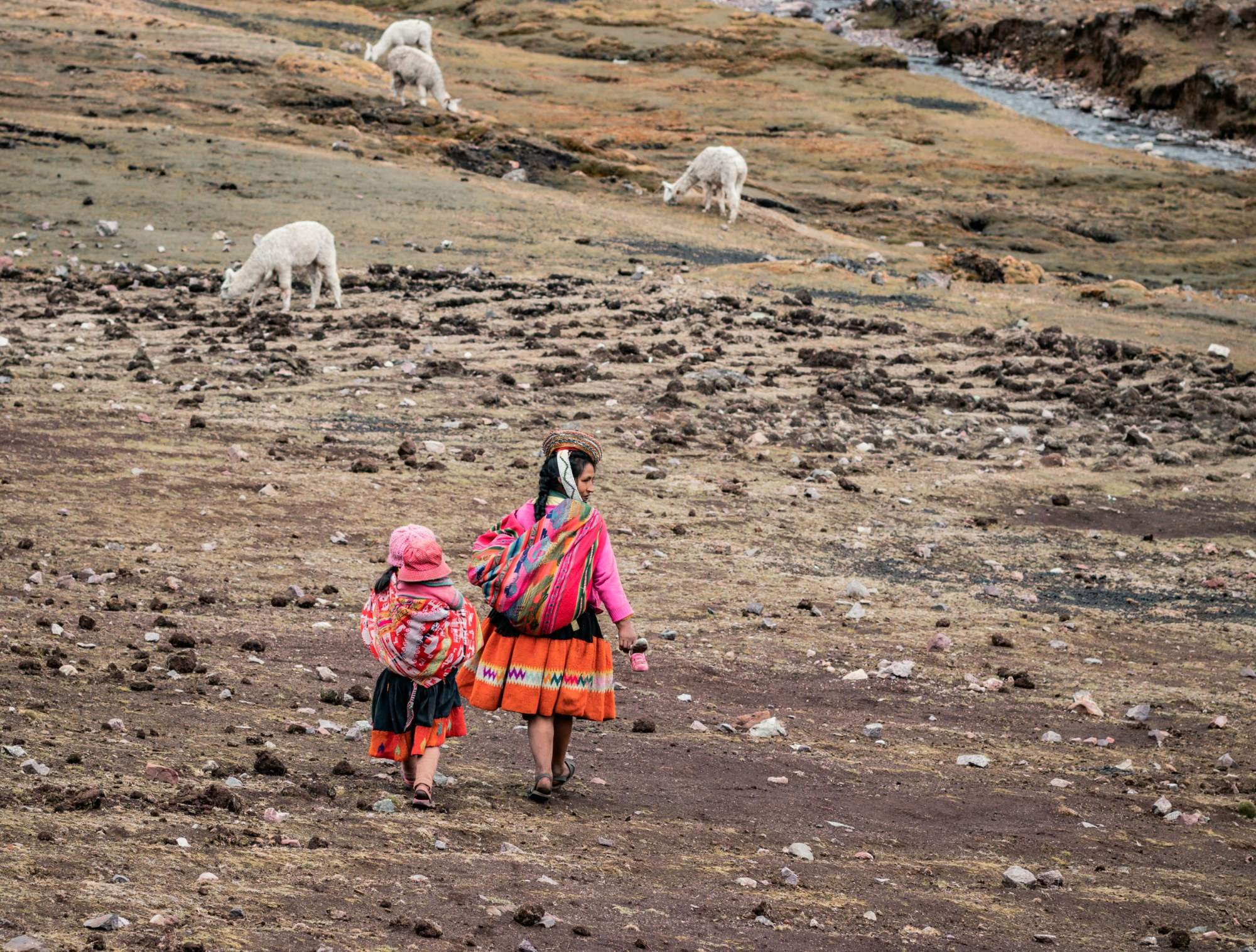 A woman and child walking toward grazing alpacas