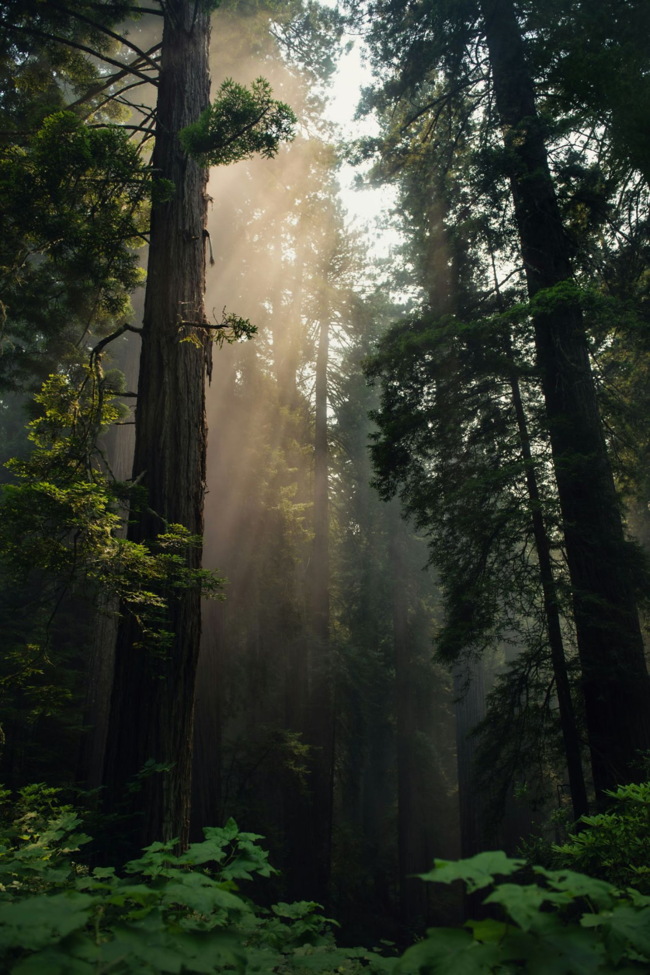 Sunlight streaming through California redwoods