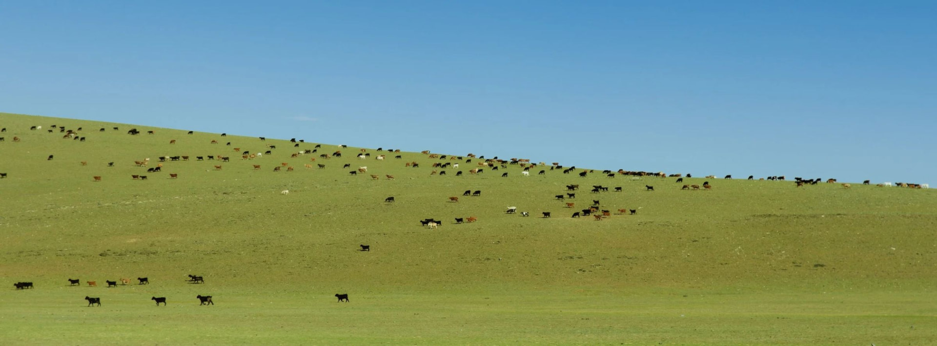 Goats grazing across a green hillside