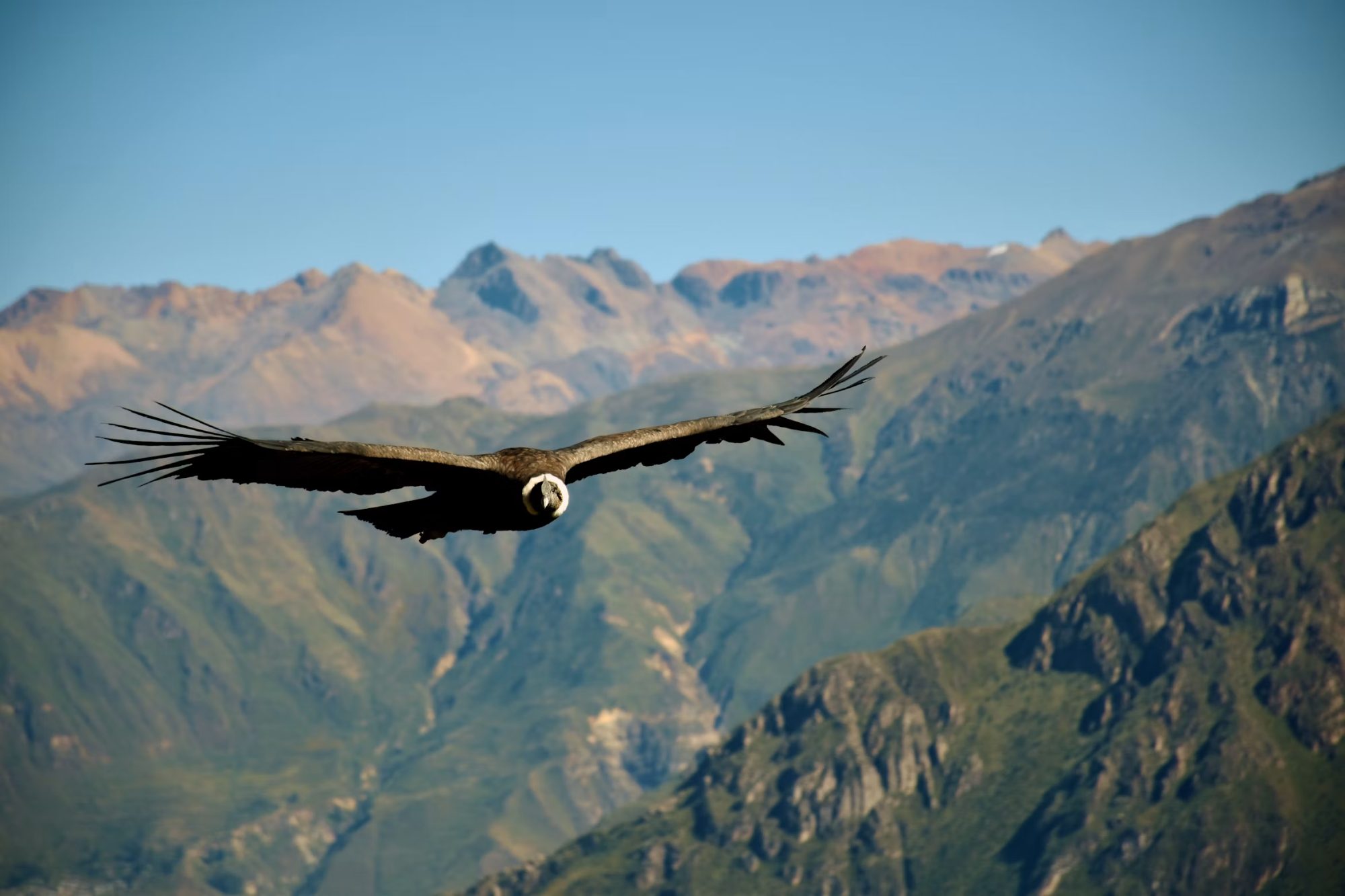 An Andean condor soaring past the mountains