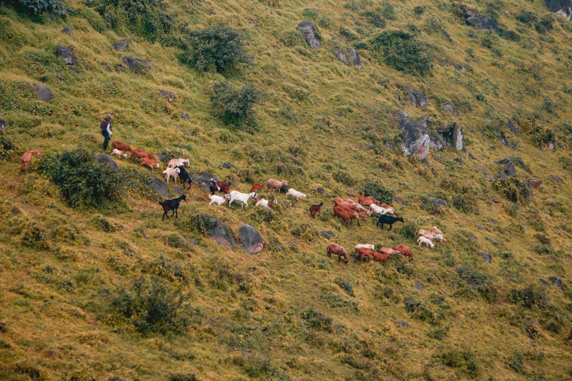 A herder moving his flock across a green hillside