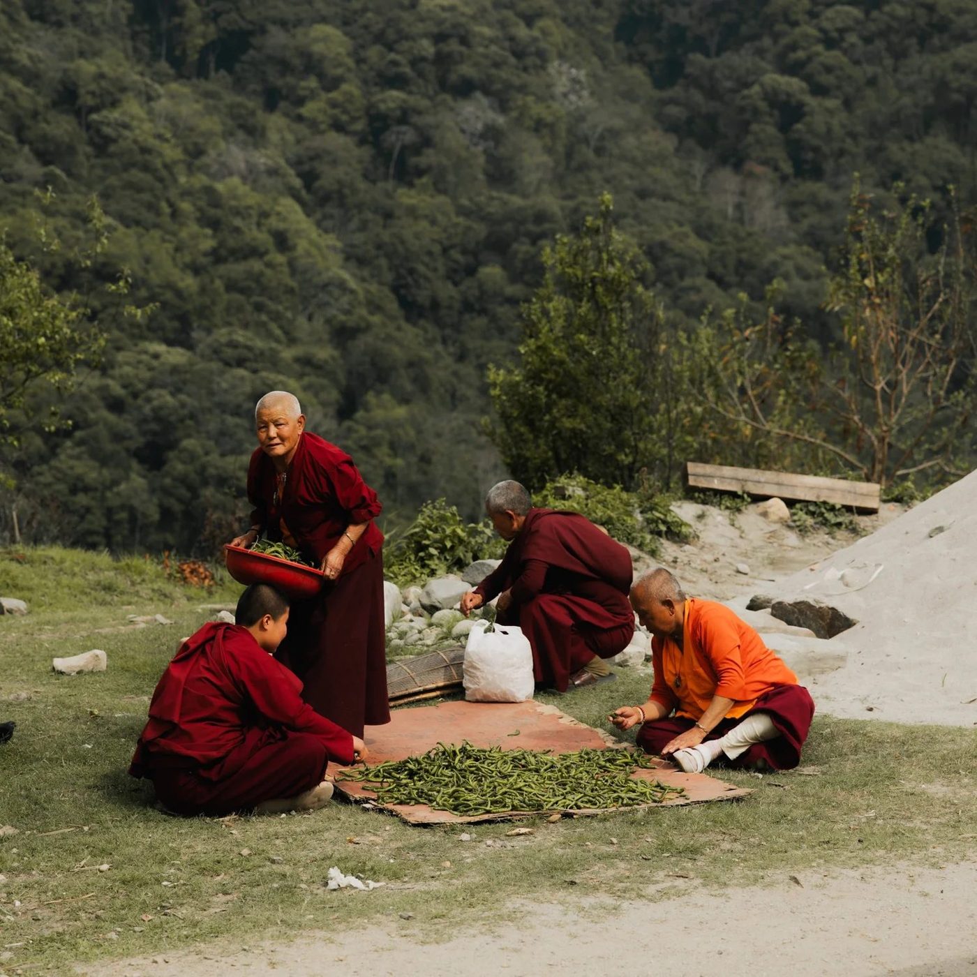 Bhutanese nuns sorting a chilli harvest on a hillside