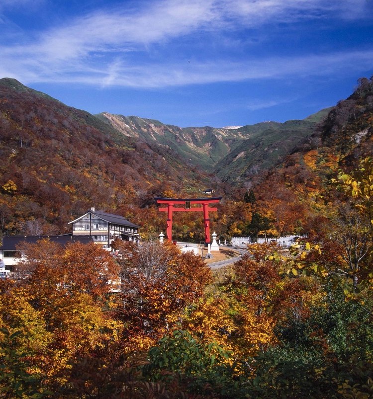 A torii gate among autumn leaves