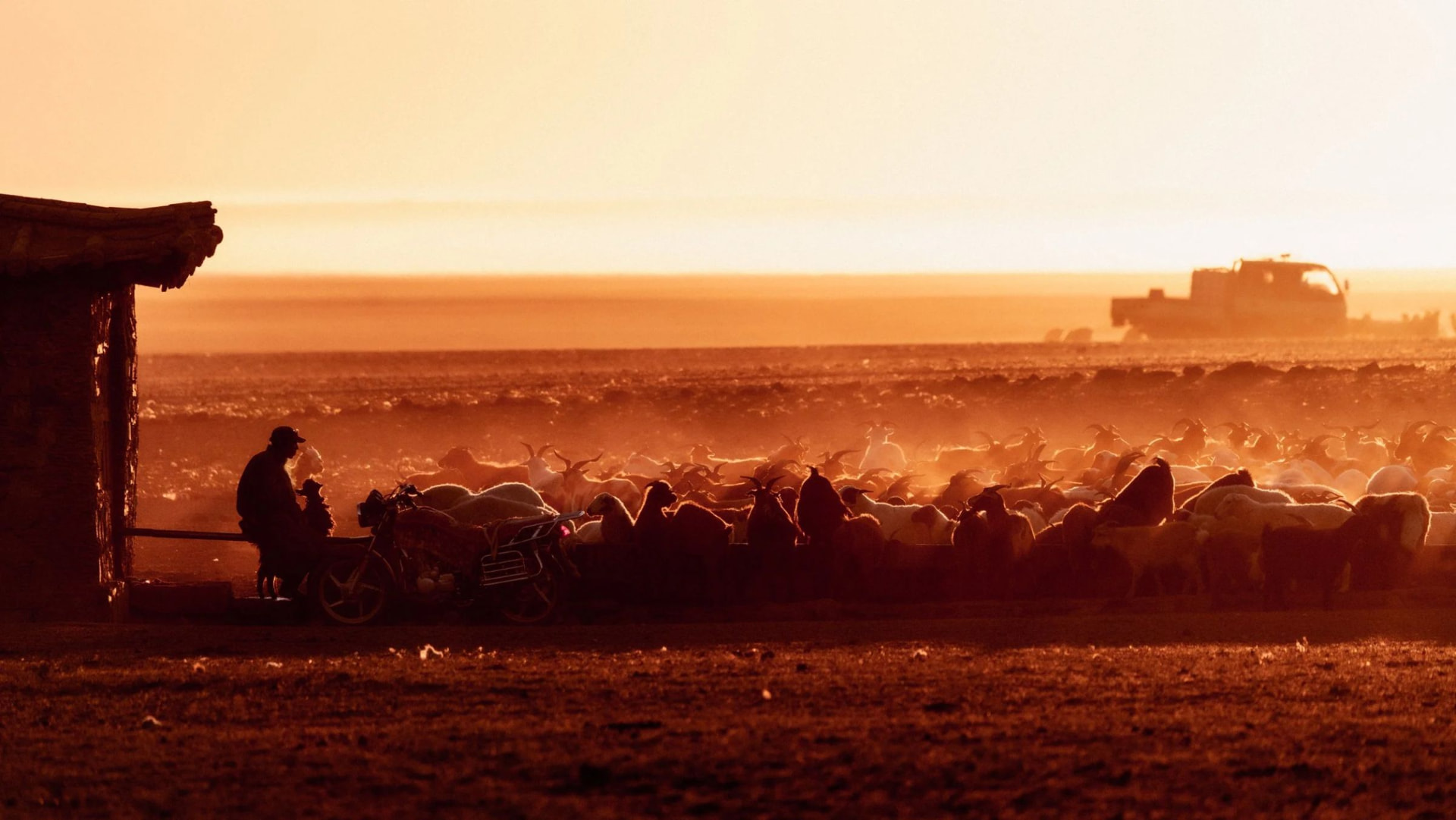 A herder at dusk among his goats