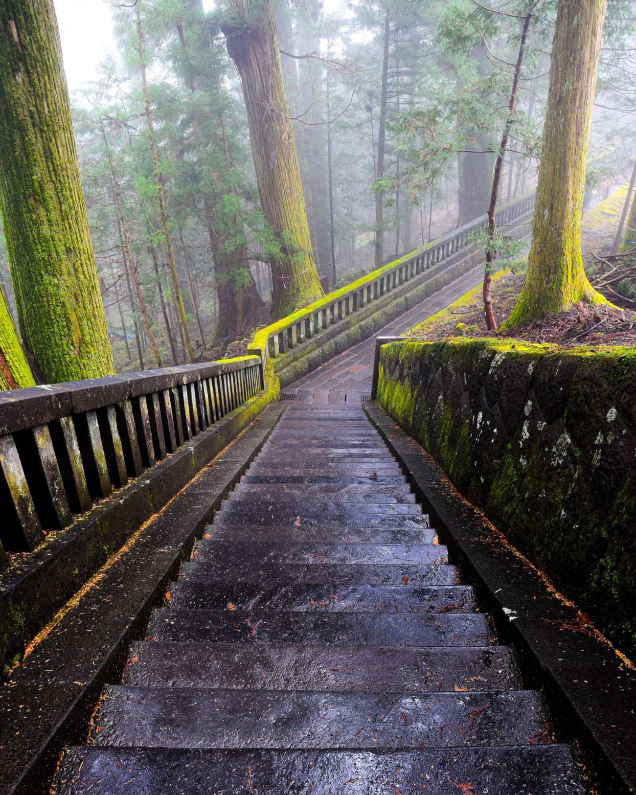 Stone steps descending beneath the cedars